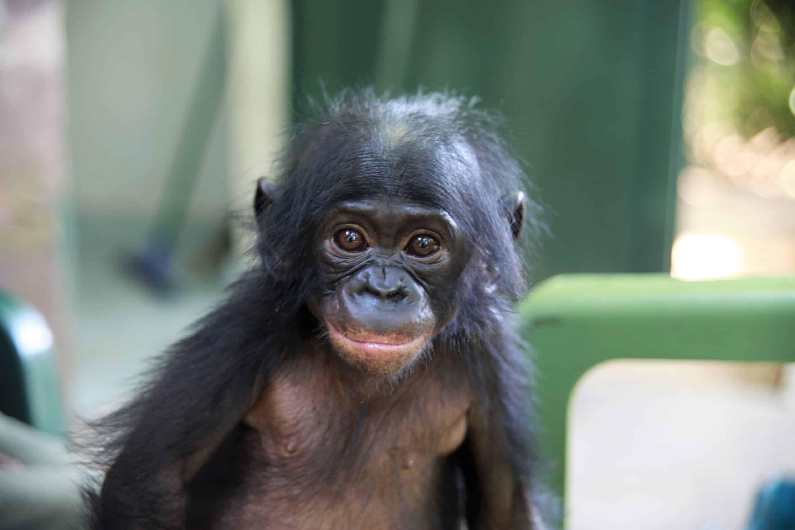 A baby bonobo looking at camera