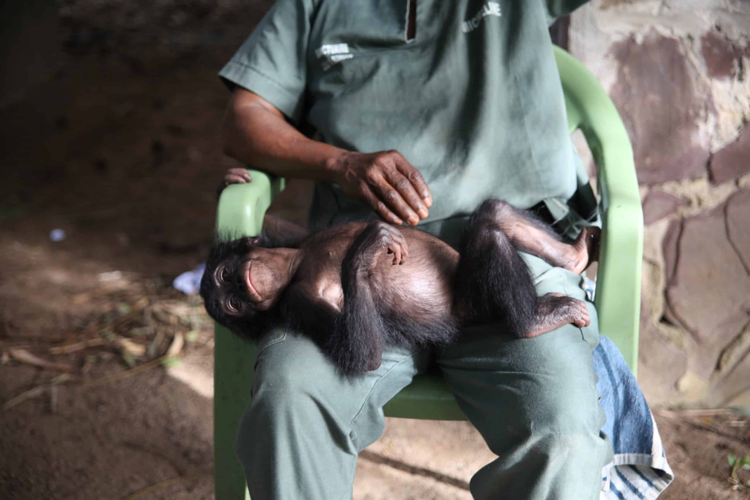 a baby bonobo lies belly-up on a caregiver's lap