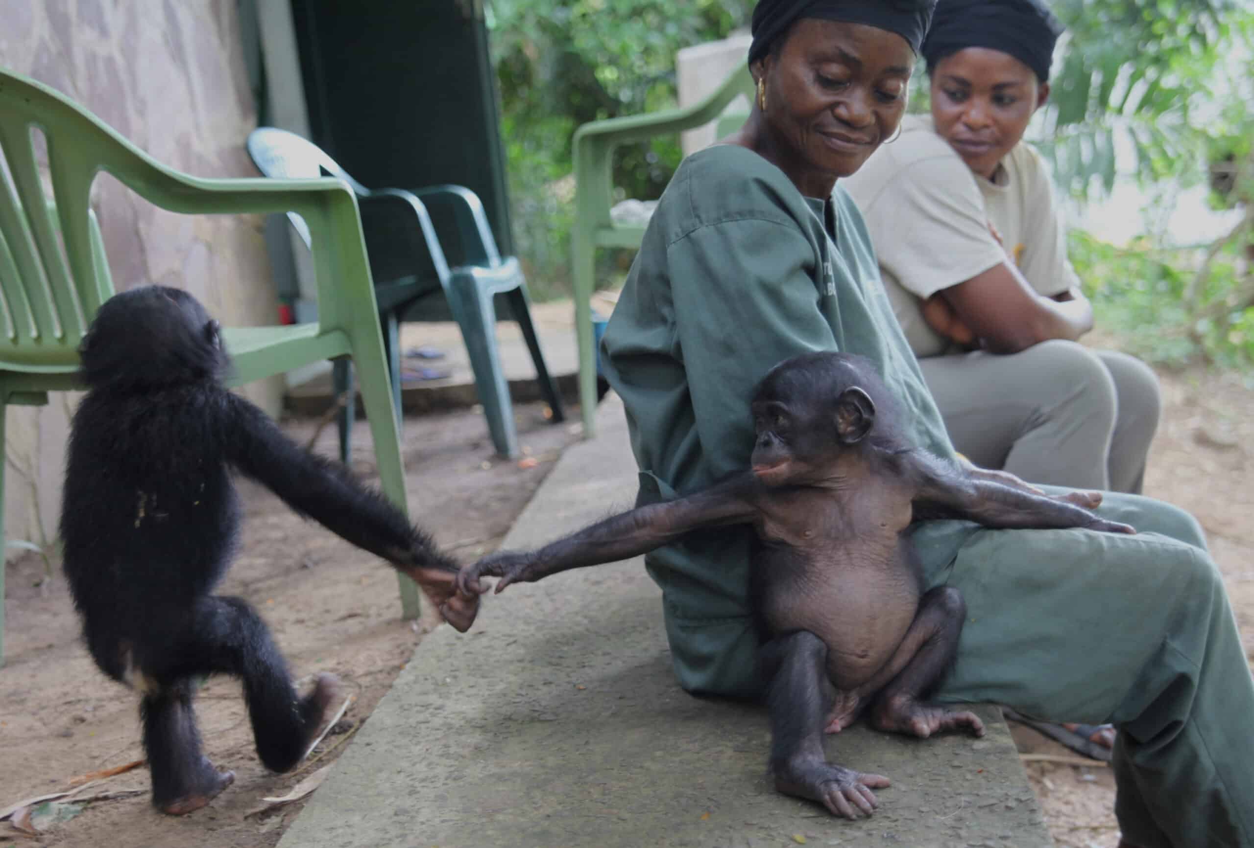 a baby bonobo lies belly-up on a caregiver's lap