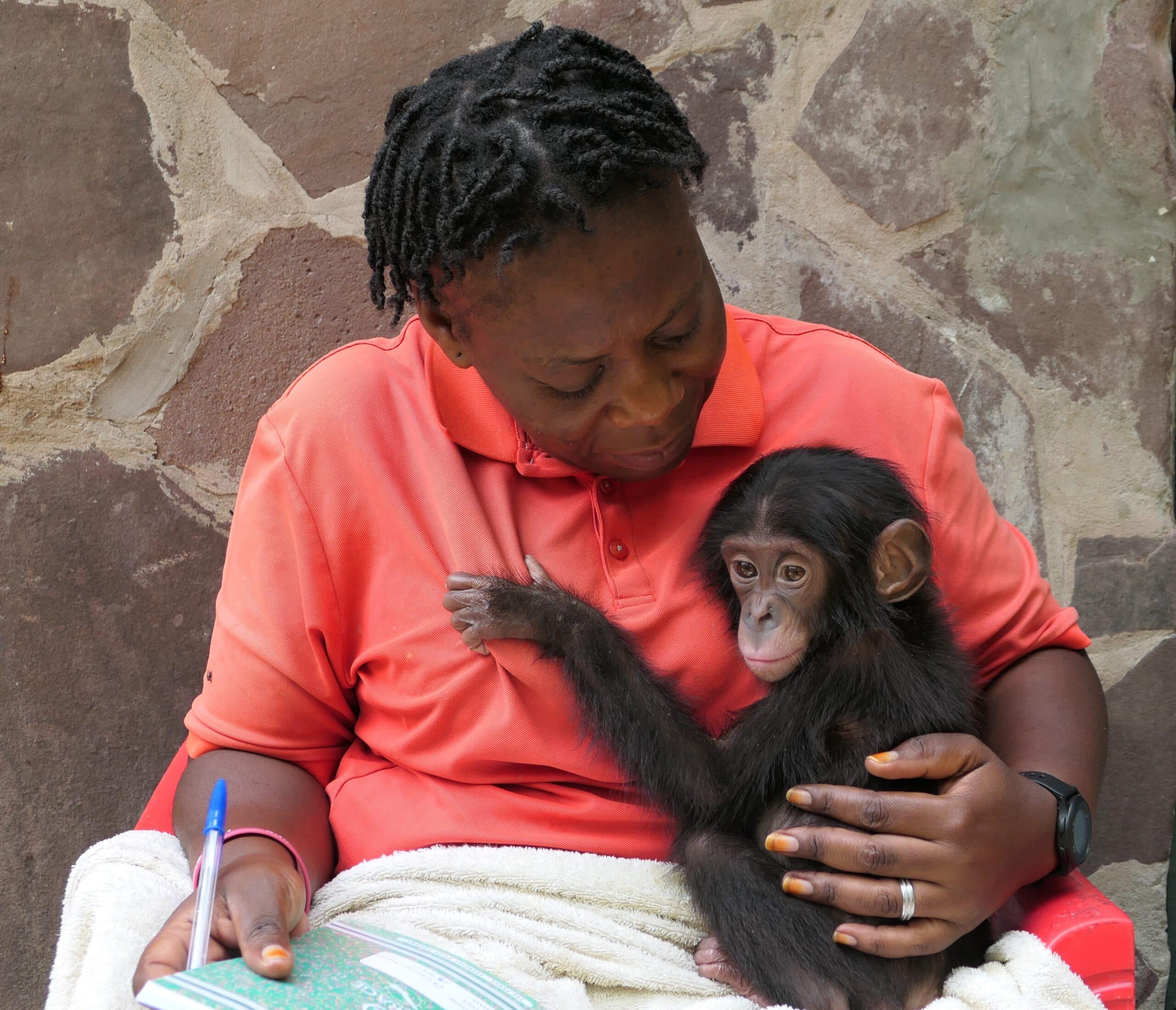 Mama Suzy with baby bonobo orphan Lenda on her chest.
