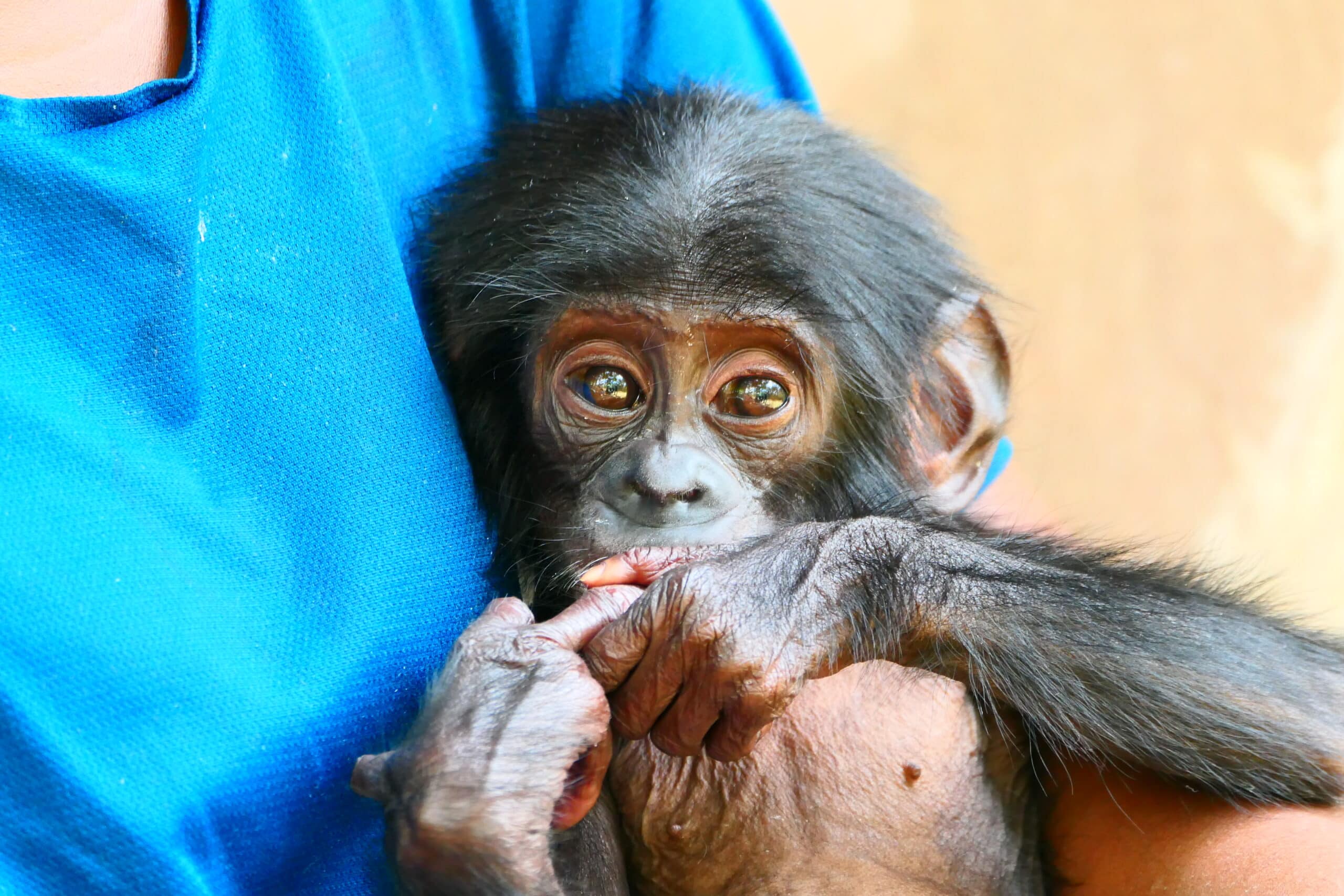 A baby bonobo orphan sitting with a caregiver, eating.
