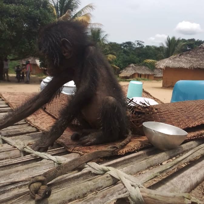 A young bonobo sitting alone with a sad expression