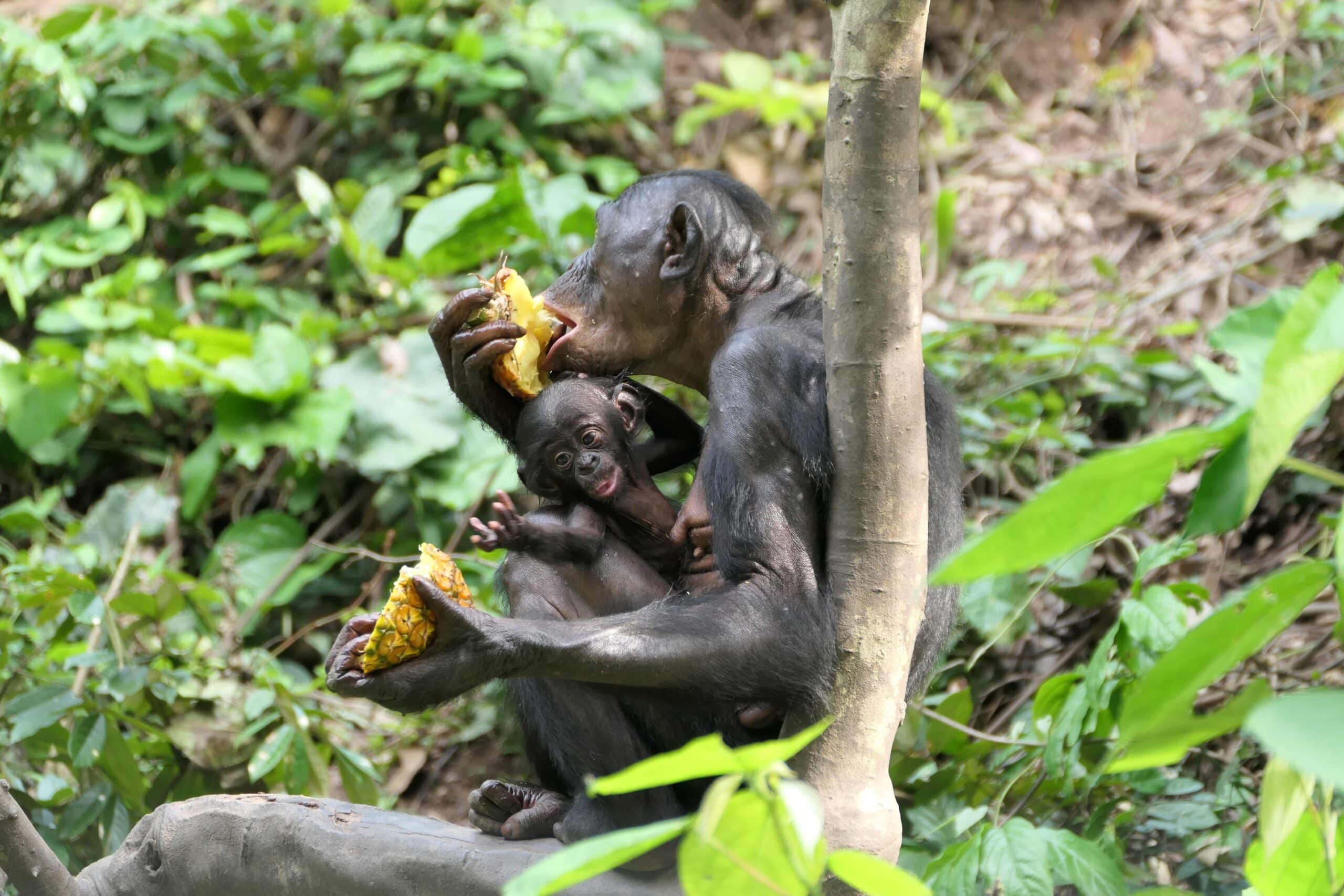 A mother bonobo in a tree holds her baby and eats pineapple. The baby reaches for the pineapple.
