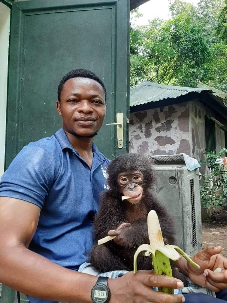 Bonobo veterinarian feeds a baby bonobo
