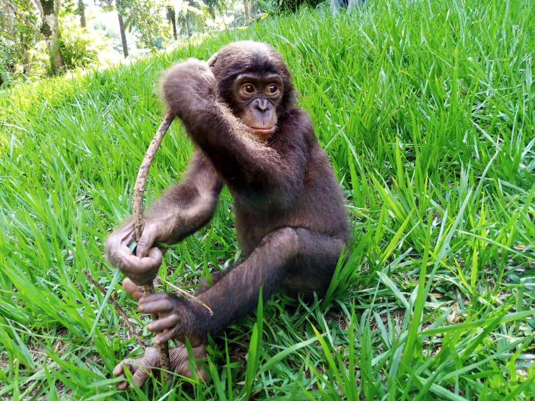 Omanda, a baby bonobo orphan, sitting in grass playing with a stick.