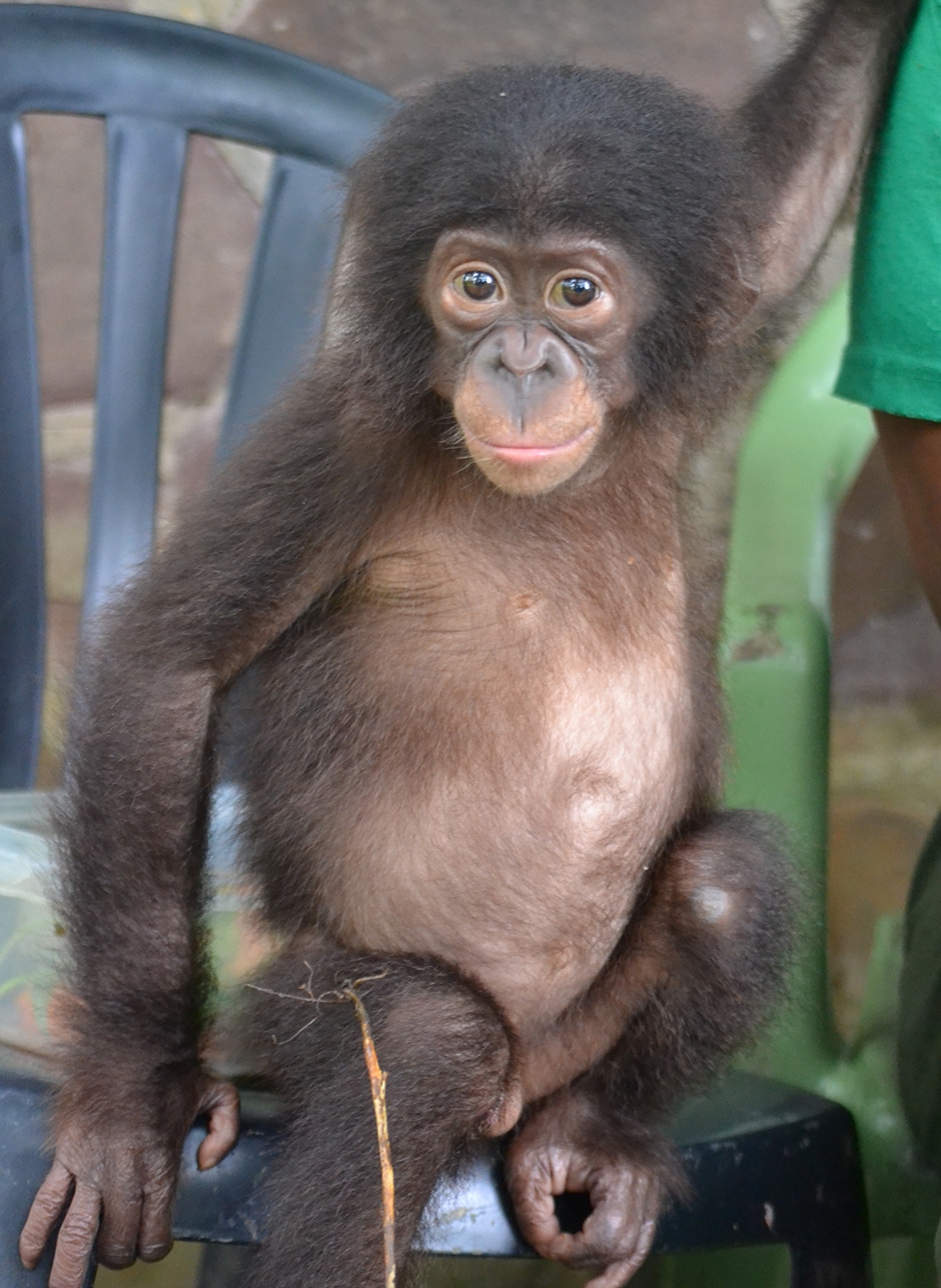 A Bonobo sitting on the ground with hand raised to illustrate a donor thank you page