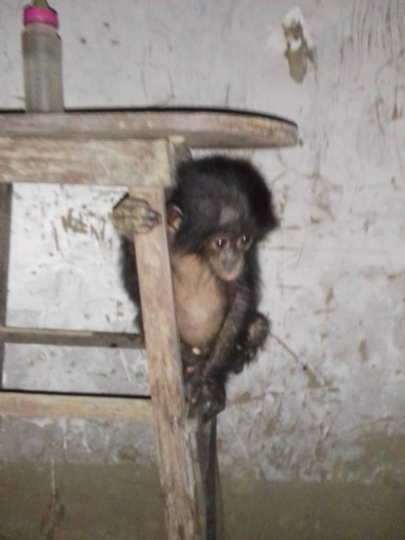 Lombo, a baby bonobo, hiding under a chair
