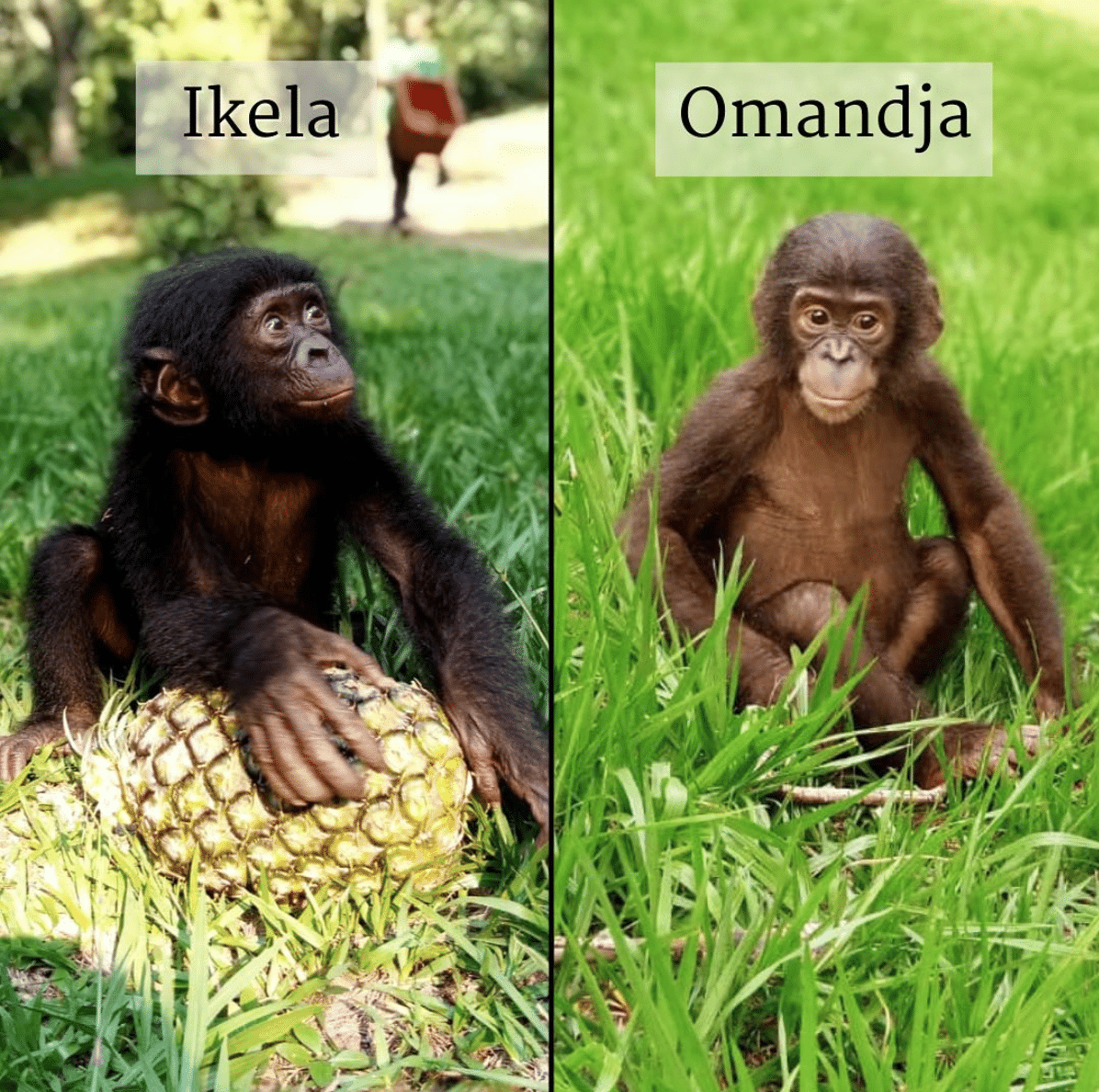 side by side of two bonobos to show color variations, one dark and one chestnut brown