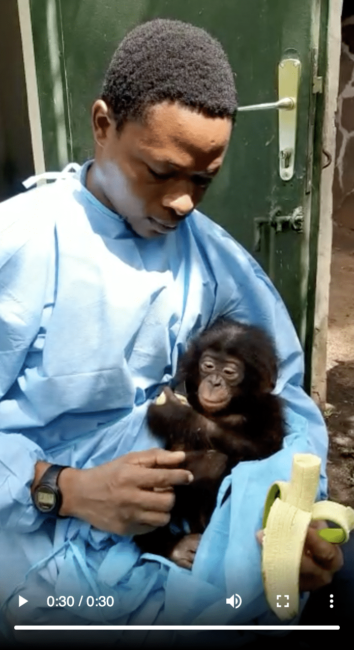 A video still image of Omanda, a baby bonobo orphan, held by Dr. Jonas and eating a banana.