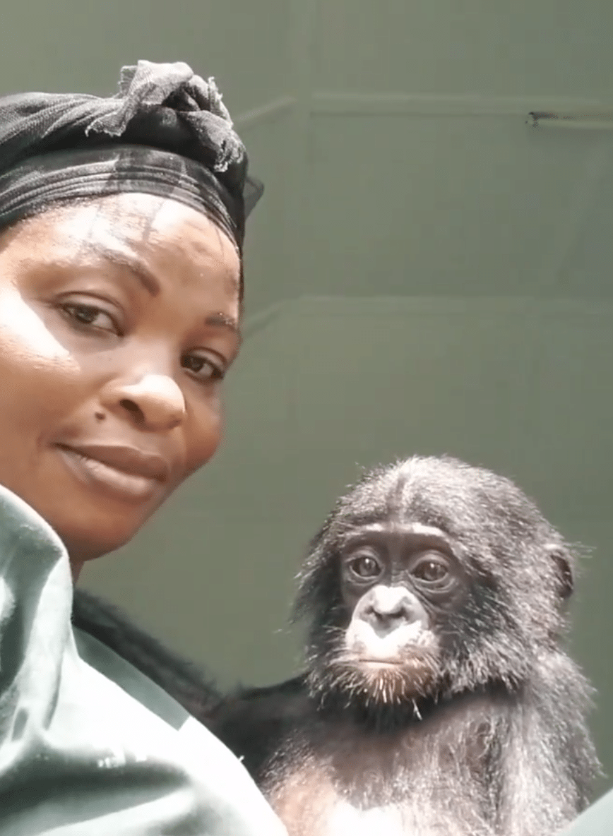 Mama Yvonne, lead surrogate mother, with Esake at Lola ya Bonobo sanctuary.