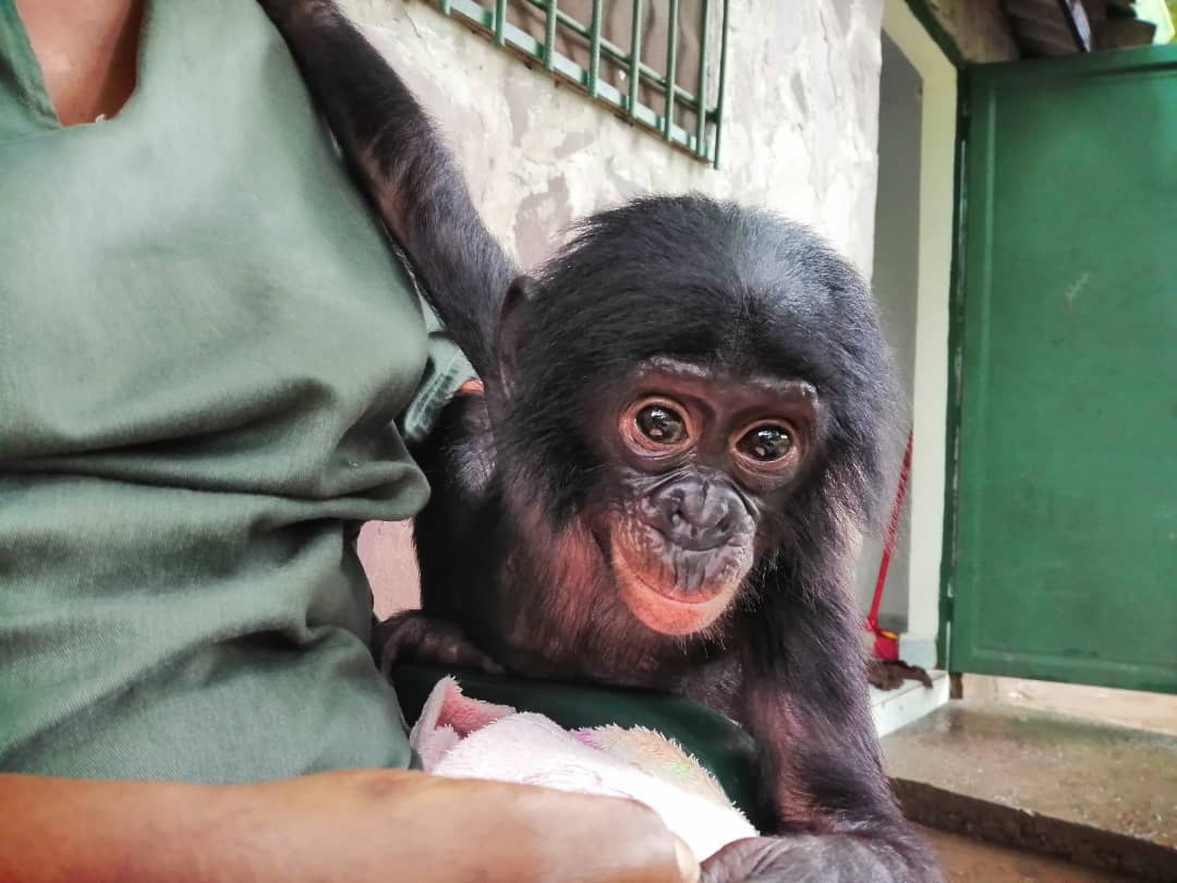 A baby bonobo orphan sits on a caregiver's lap