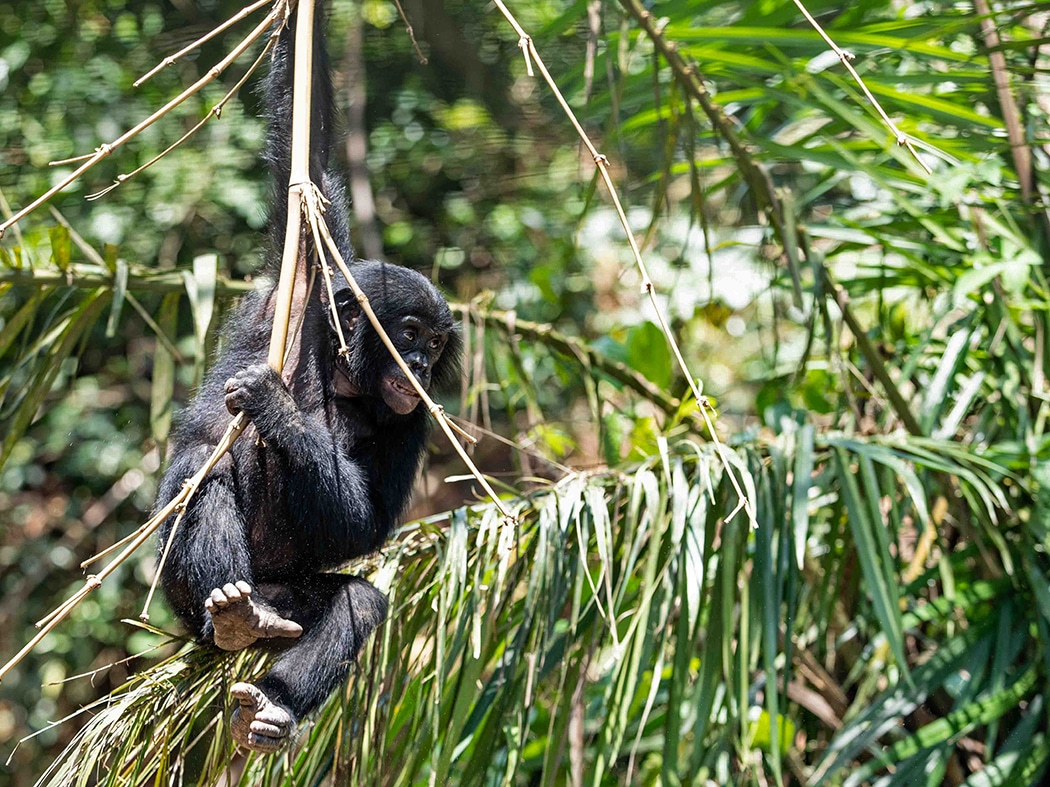 A young bonobo hangs from a vine.