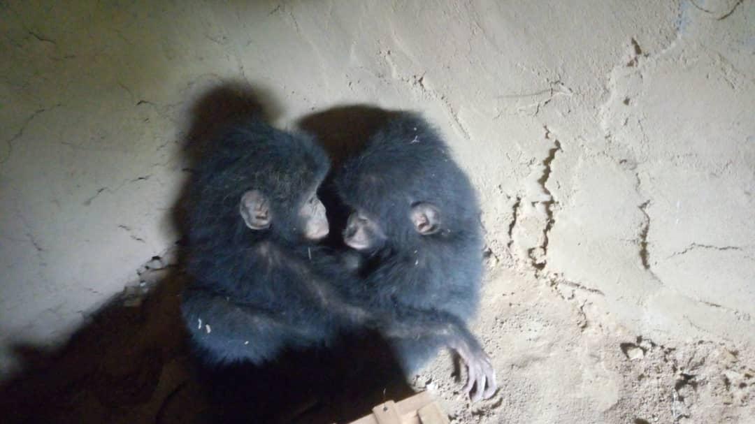 Two bonobo orphans hugging each other for comfort