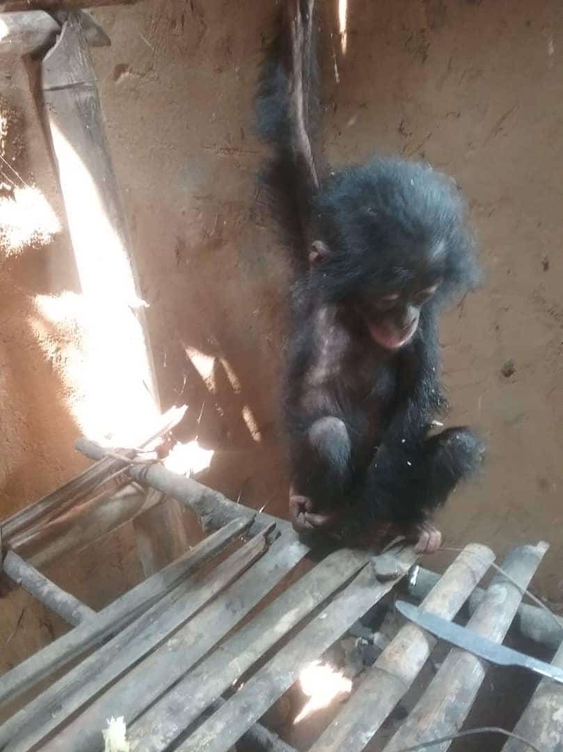 A baby bonobo orphan prior to rescue