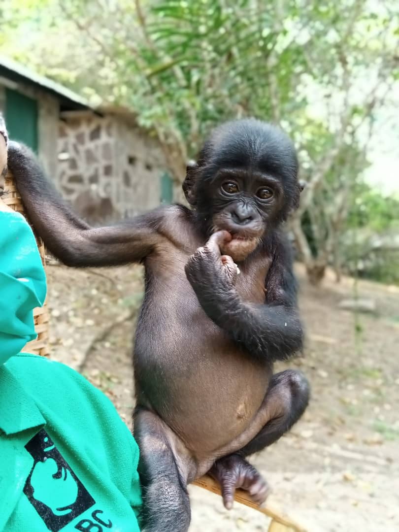 A baby bonobo on a caregiver's lap with its finger in its mouth.