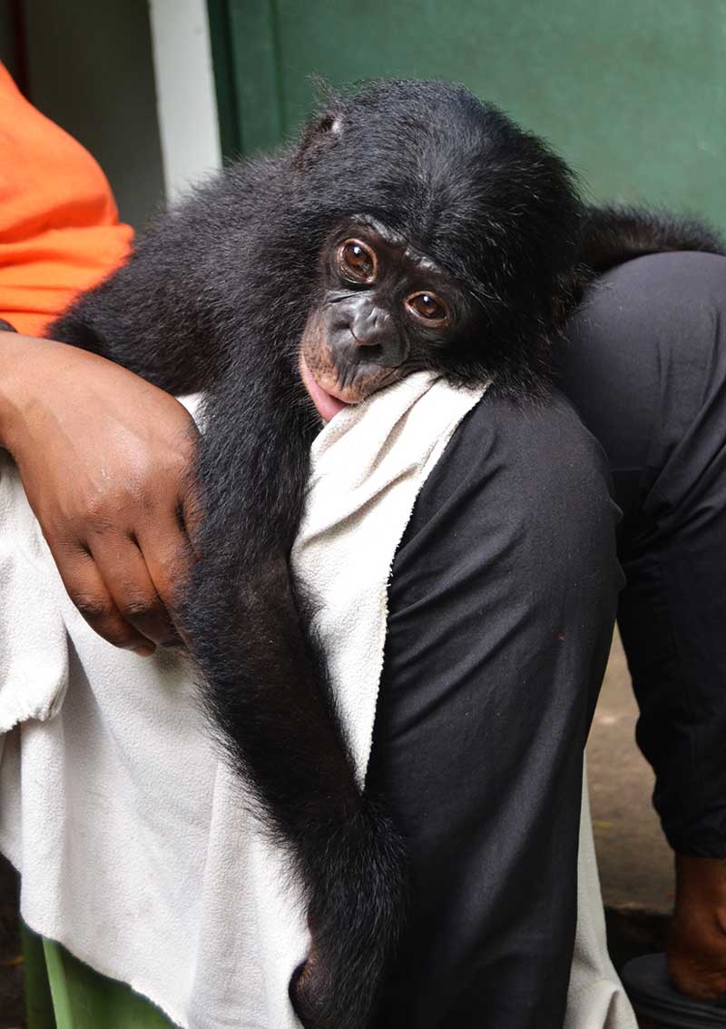 A baby bonobo close-up lying on a person's lap