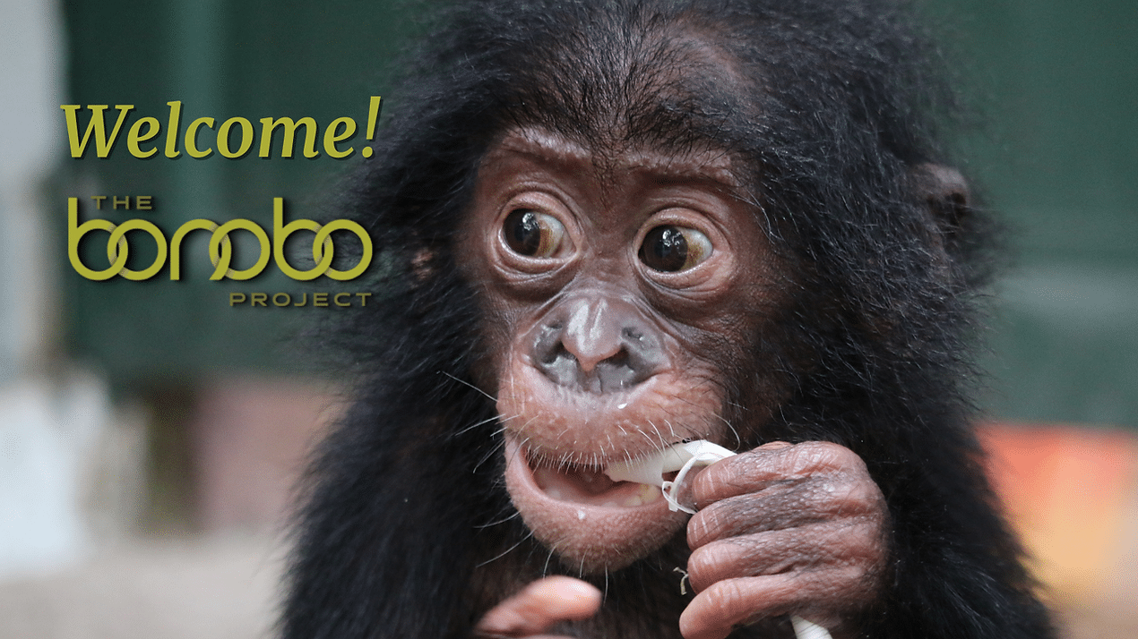 Young bonobo chewing an object, wide-eyed. Text: "Welcome! The Bonobo Project" on a blurred background.