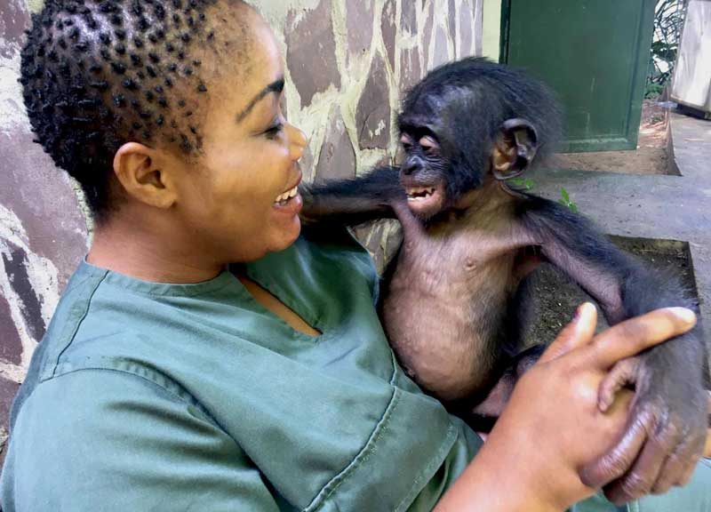 A woman holding a laughing baby bonobo.