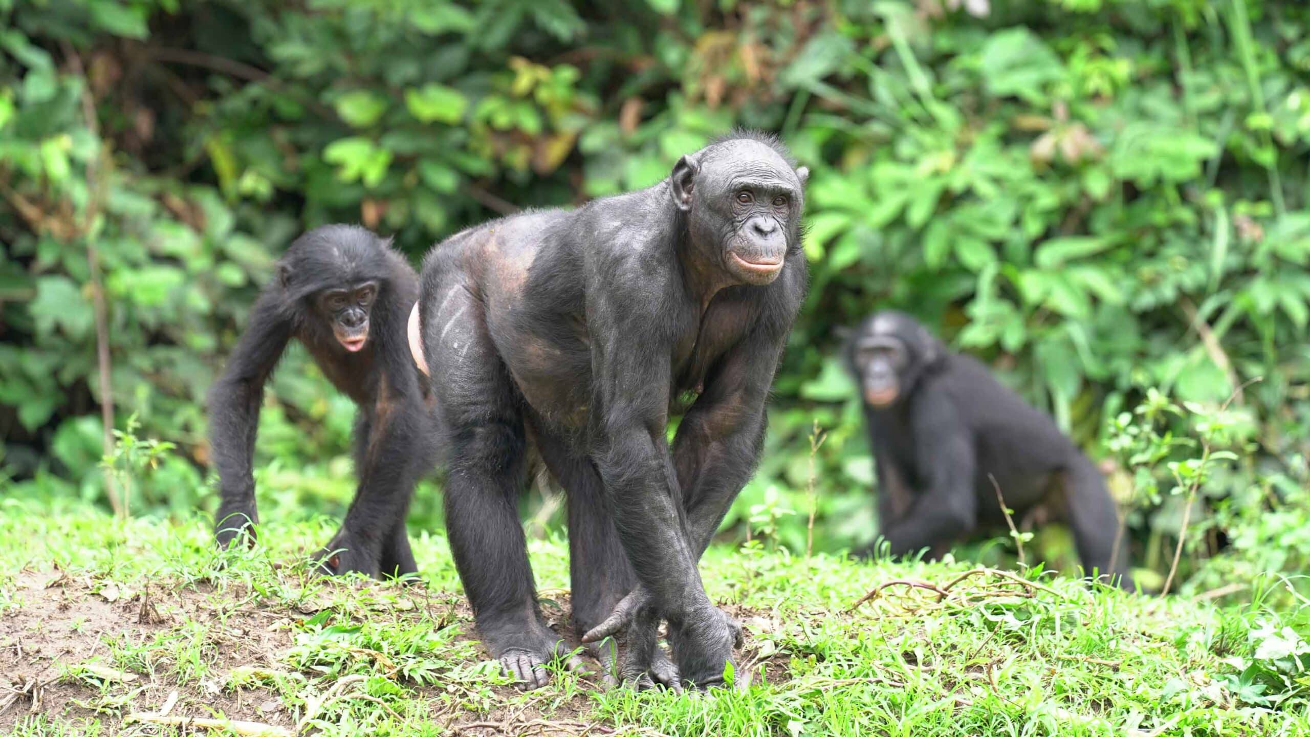 An adult female bonobo in the foreground and two more bonobos in the background in a forest at Lola ya Bonobo sanctuary.