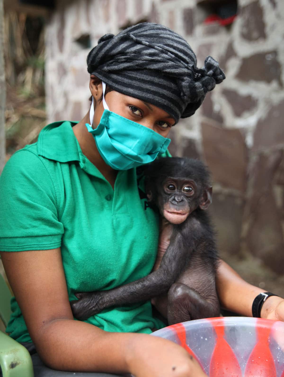 Surrogate mother wearing a medical face mask holding a small bonobo in her arms