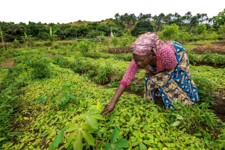 Woman in DR Congo leans over to check on growing crops in a green field
