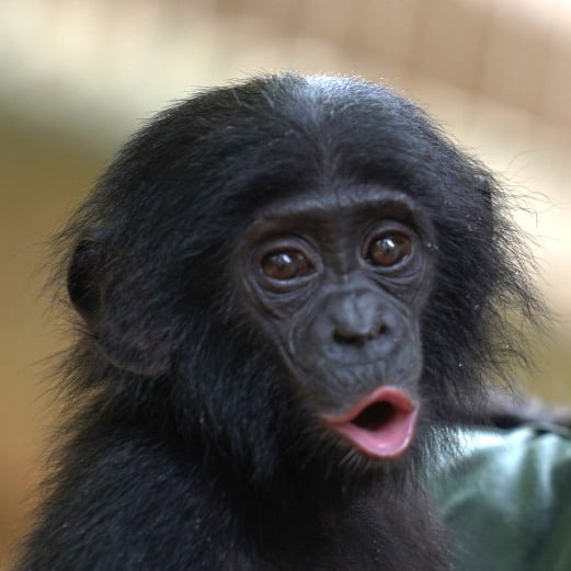 Young bonobo with mouth in whistling shape