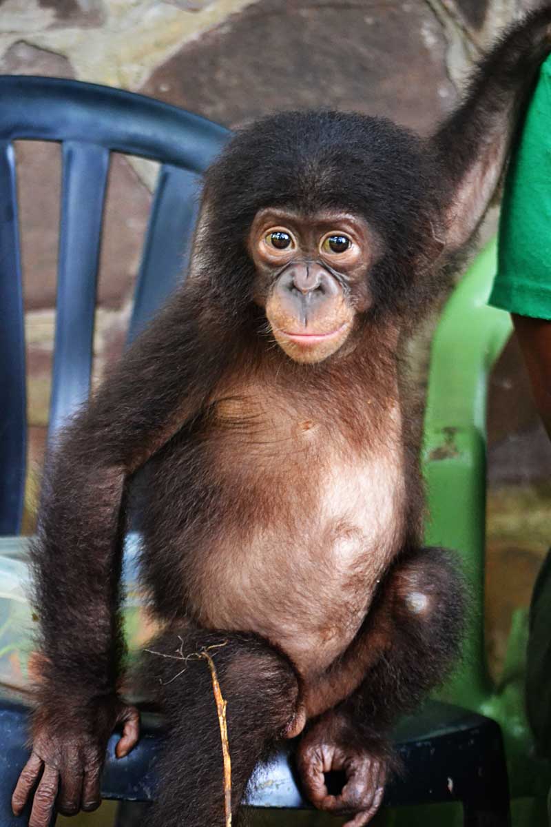 A bonobo sitting in a chair looking at the viewer.