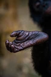 Close up of a bonobo hand to show similarity to a human hand