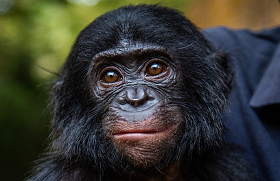 Close up of a smiling bonobo face to show similarity to a human expression