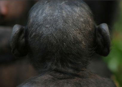 Close up a bonobo head to show similarity to a human head and ears