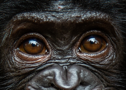 Close up of bonobo eyes to show similarity to a human eyes