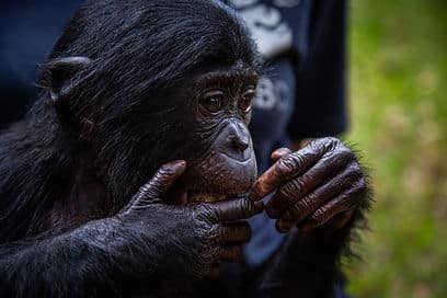 Close up of a bonobo eating