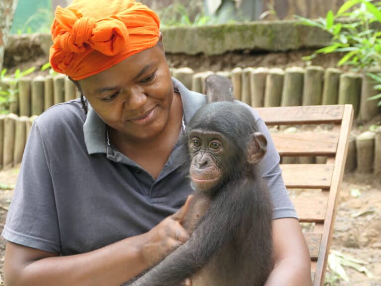 A woman caregiver holding and orphaned bonobo.