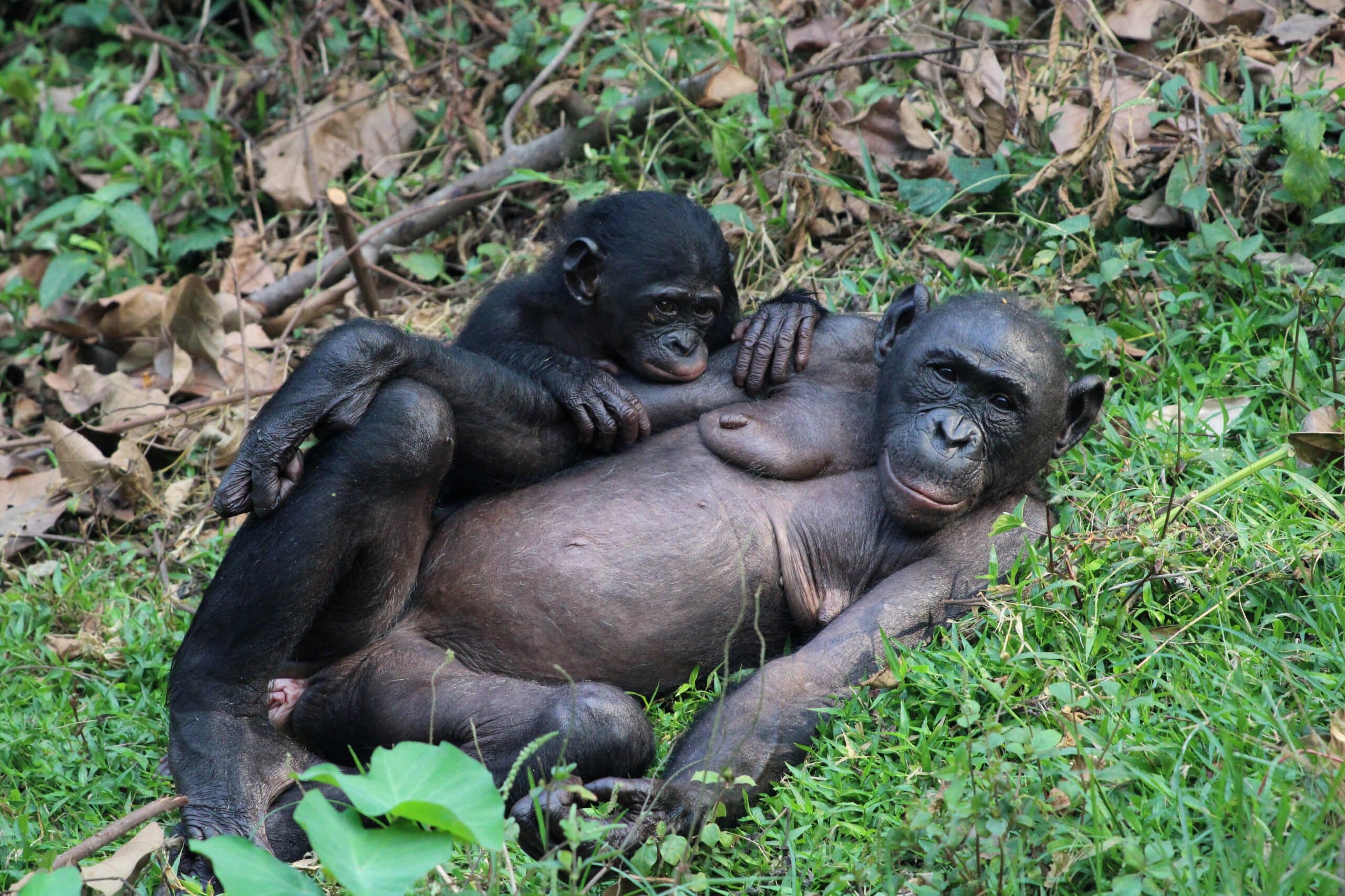 Bonobo mother lying in grass with her baby bonobo leaning on her side.