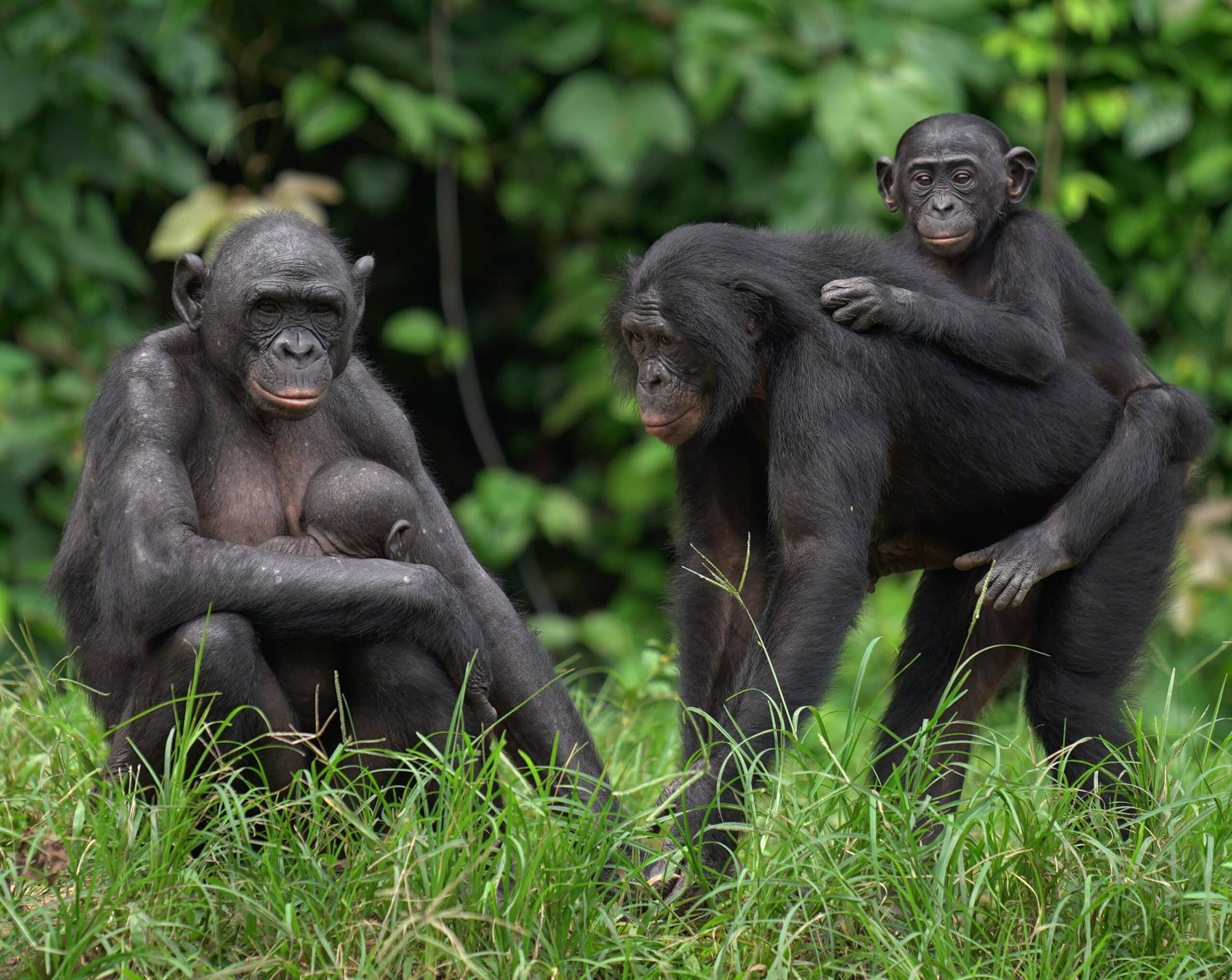 Two bonobo mothers with babies, one sitting, one standing.