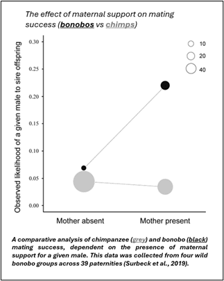 Graph compares effect of mother on son's reproductive success among bonobos and chimpanzees. Surbeck et al., 2019