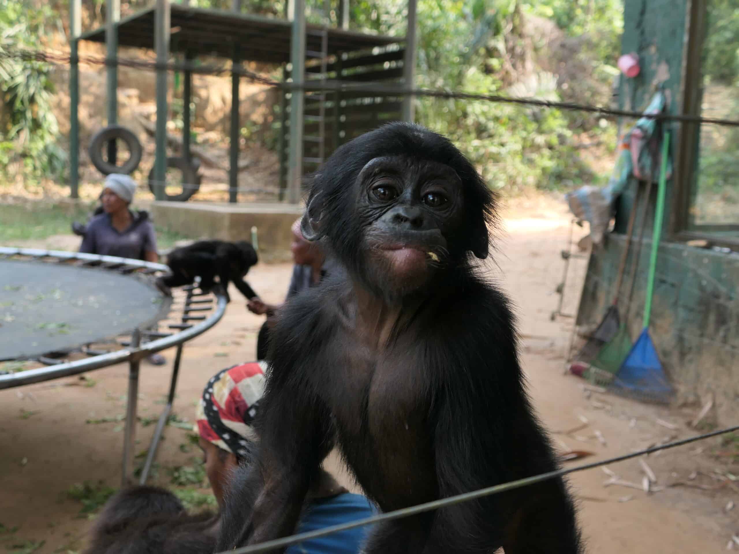 Orphaned baby bonobo Lombo in the nursery at Lola ya Bonobo makes a face.