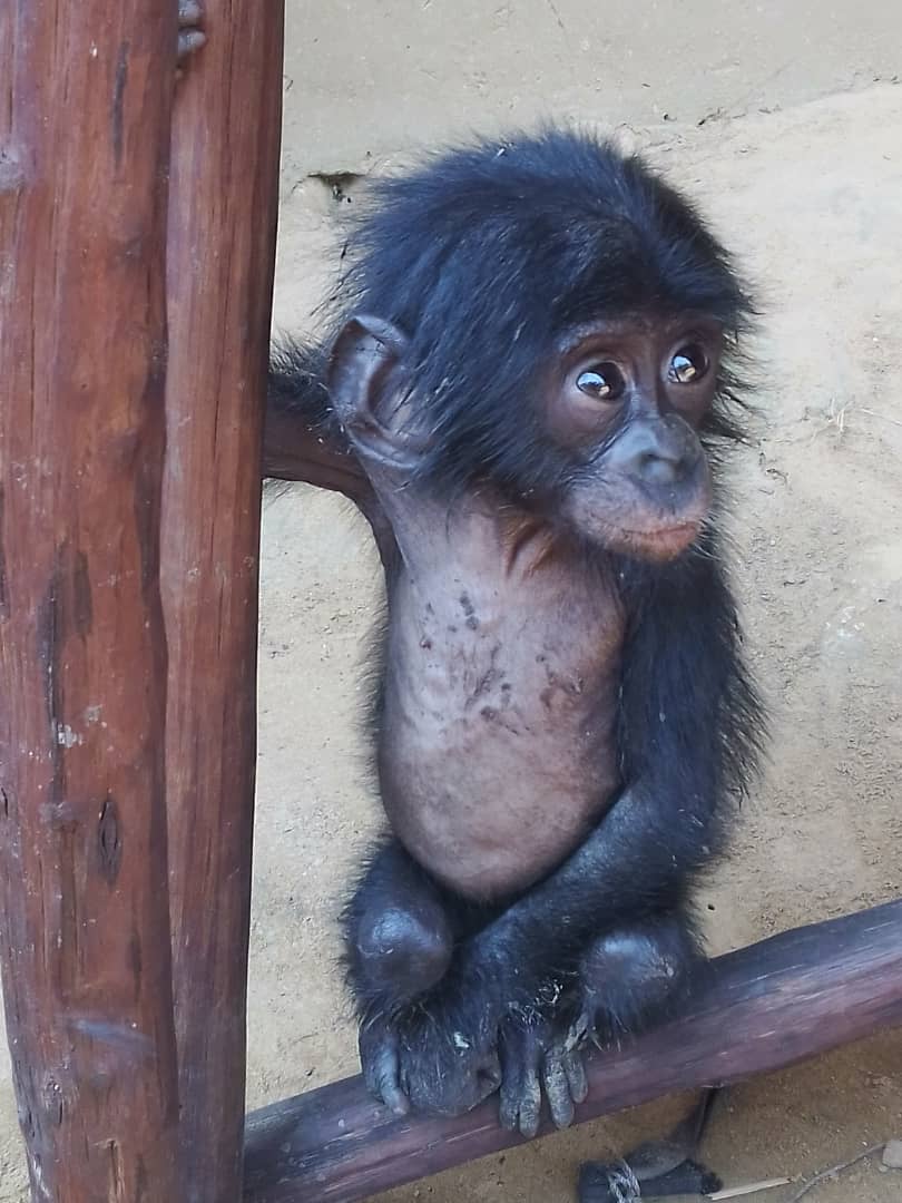 A young bonobo sitting alone with a sad expression