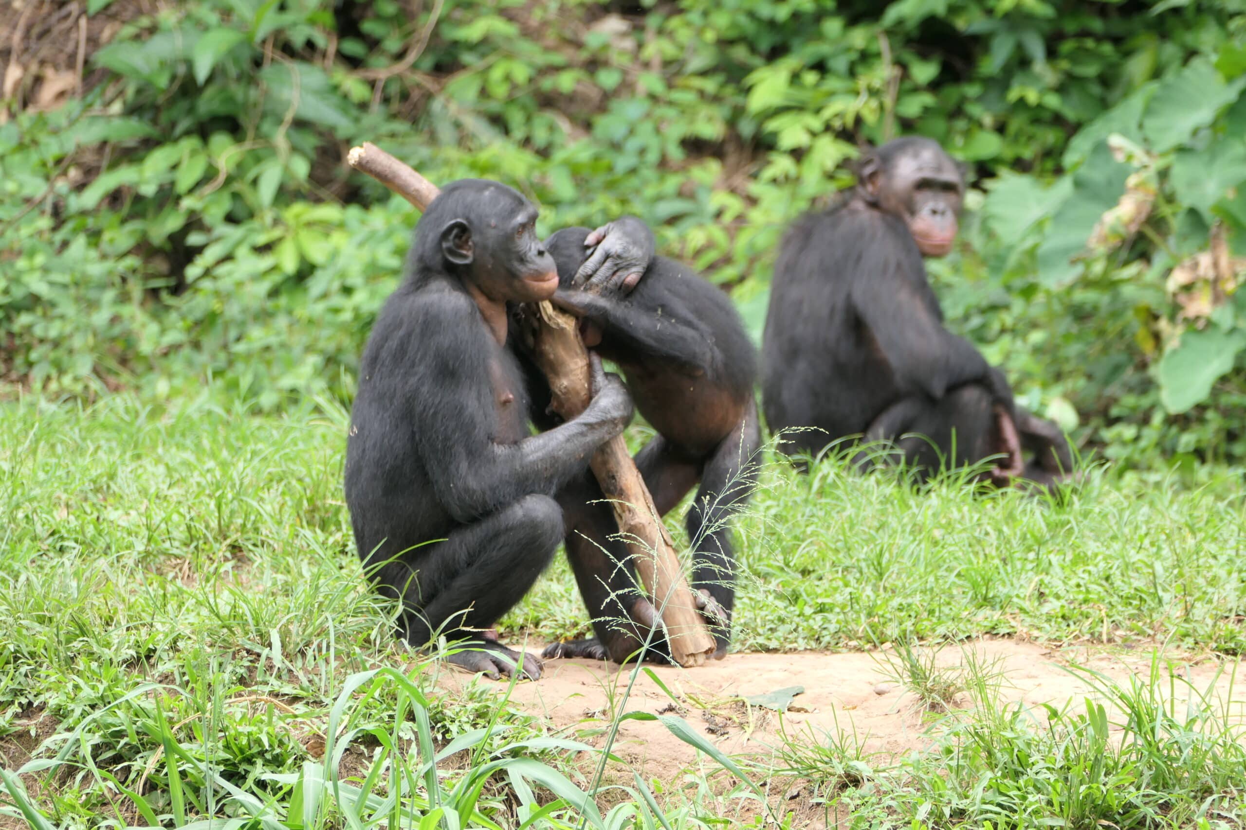 A young adult female bonobo comforts a younger bonobo