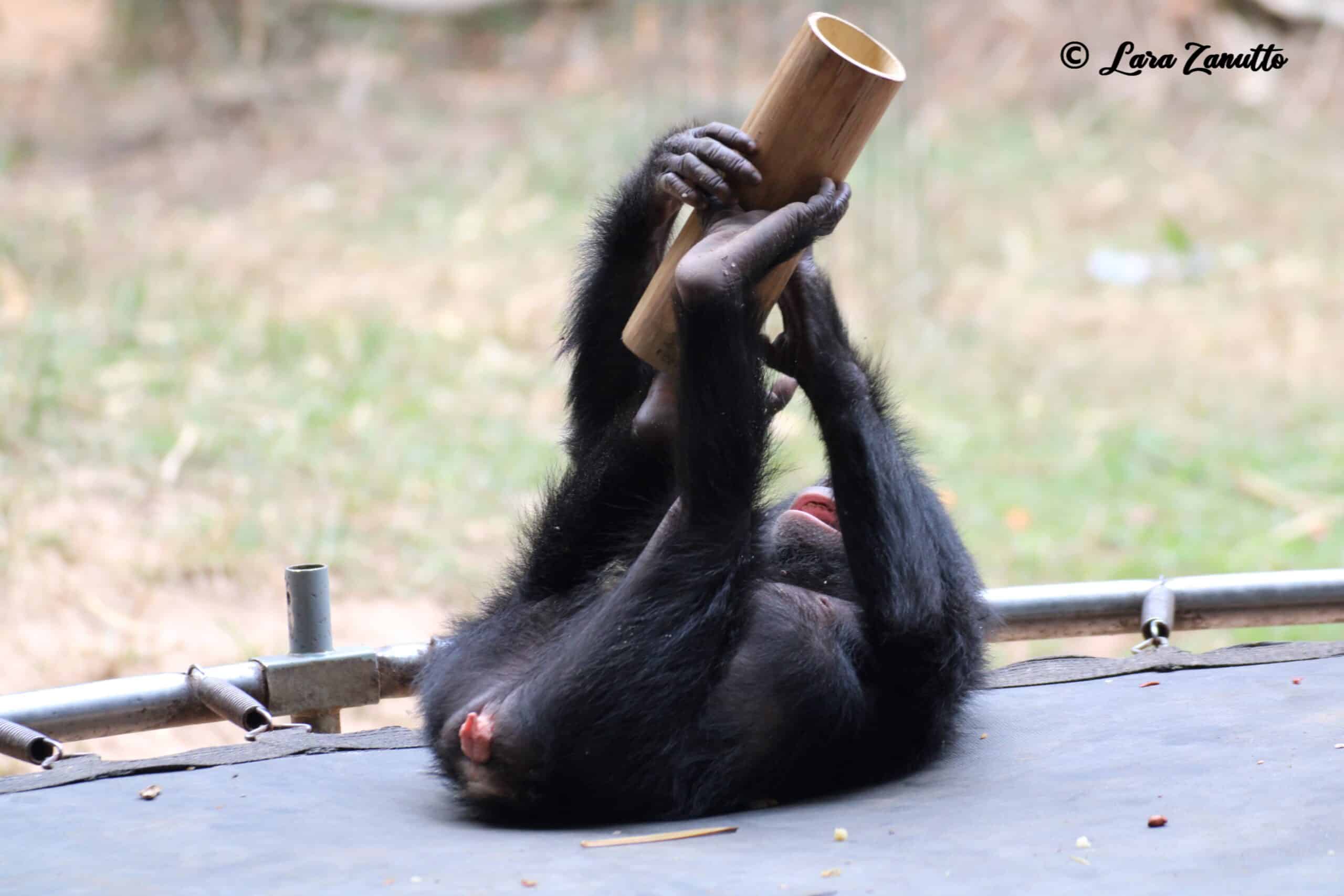 Bonobo toddler plays with bamboo tube. Photo by Lara Zanutto.