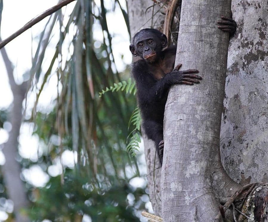 Baby bonobo in a tree at Ekolo to stand in for a staff photo