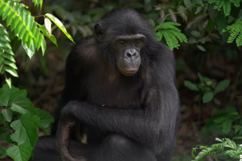 A close up photo of a bonobo to stand in for a staff photo
