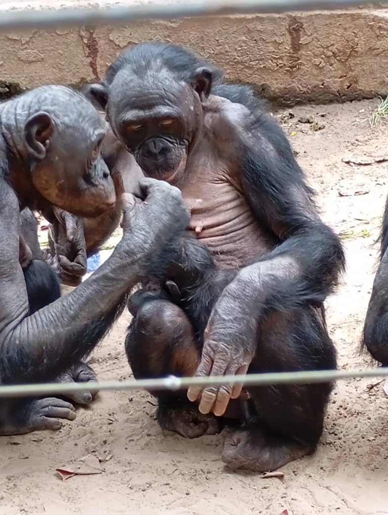 Bonobo newborn with mother N'djili