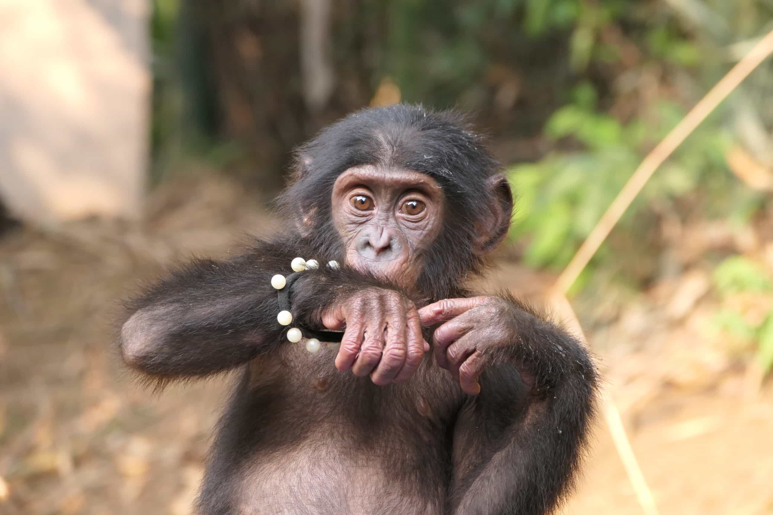 Bonobo orphan Lenda in the nursery.