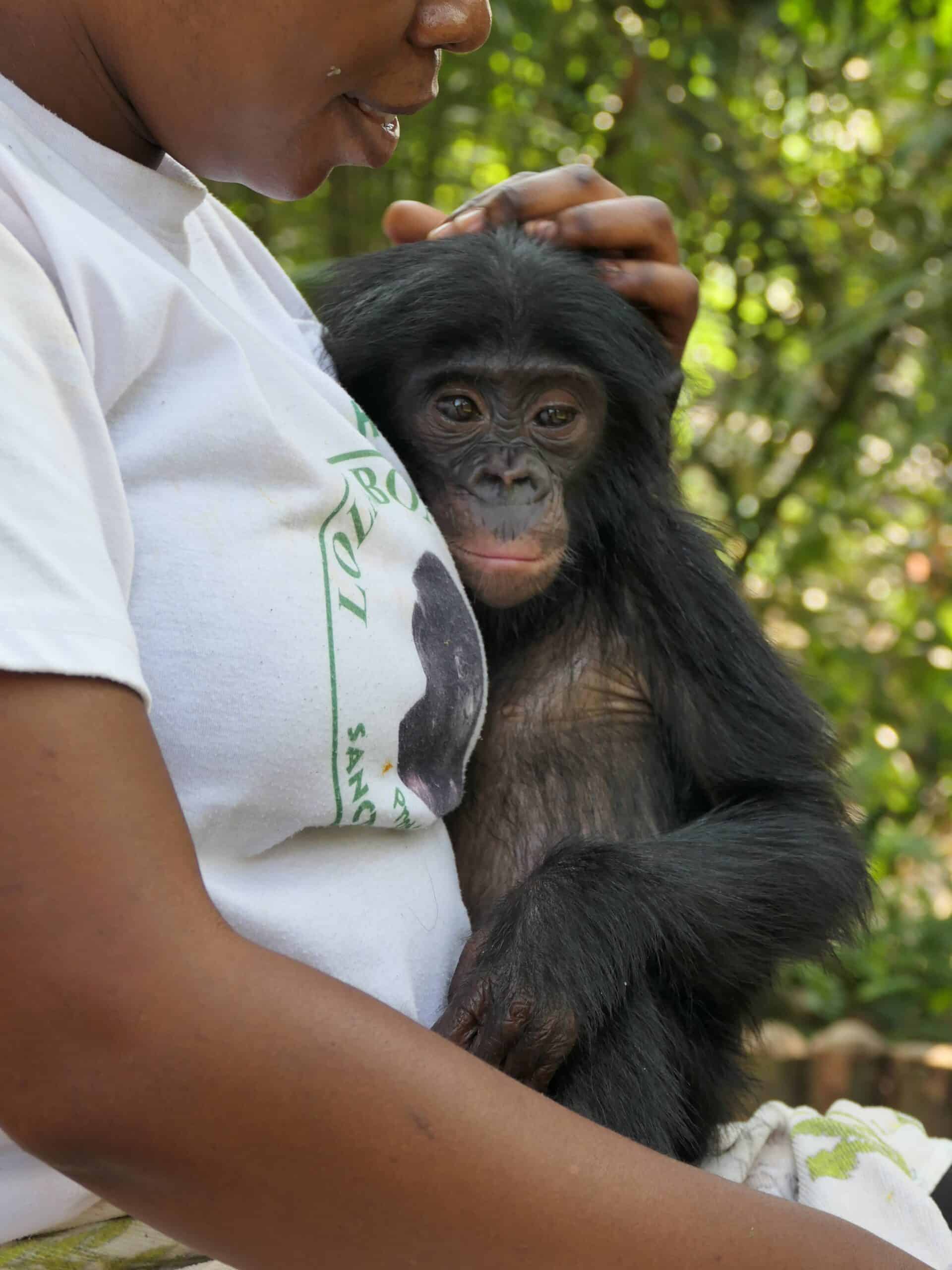 An orphaned baby bonobo held by caregiver looks at viewer