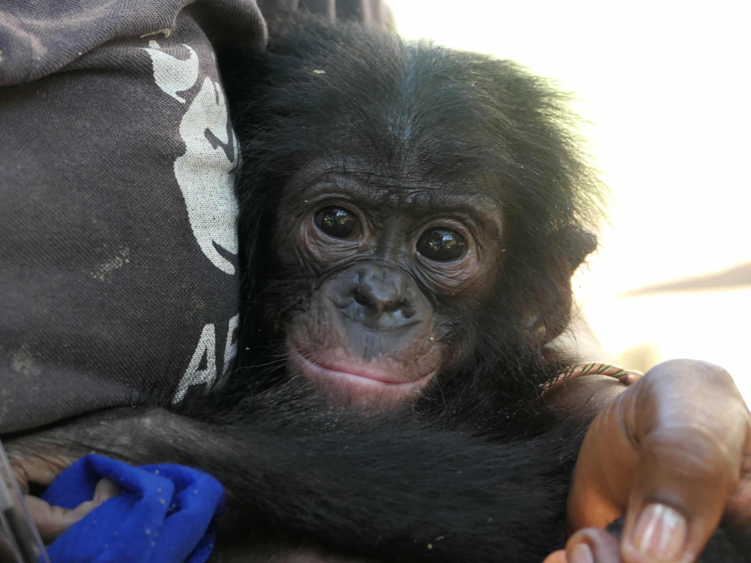 An orphaned baby bonobo held by caregiver looks at viewer.