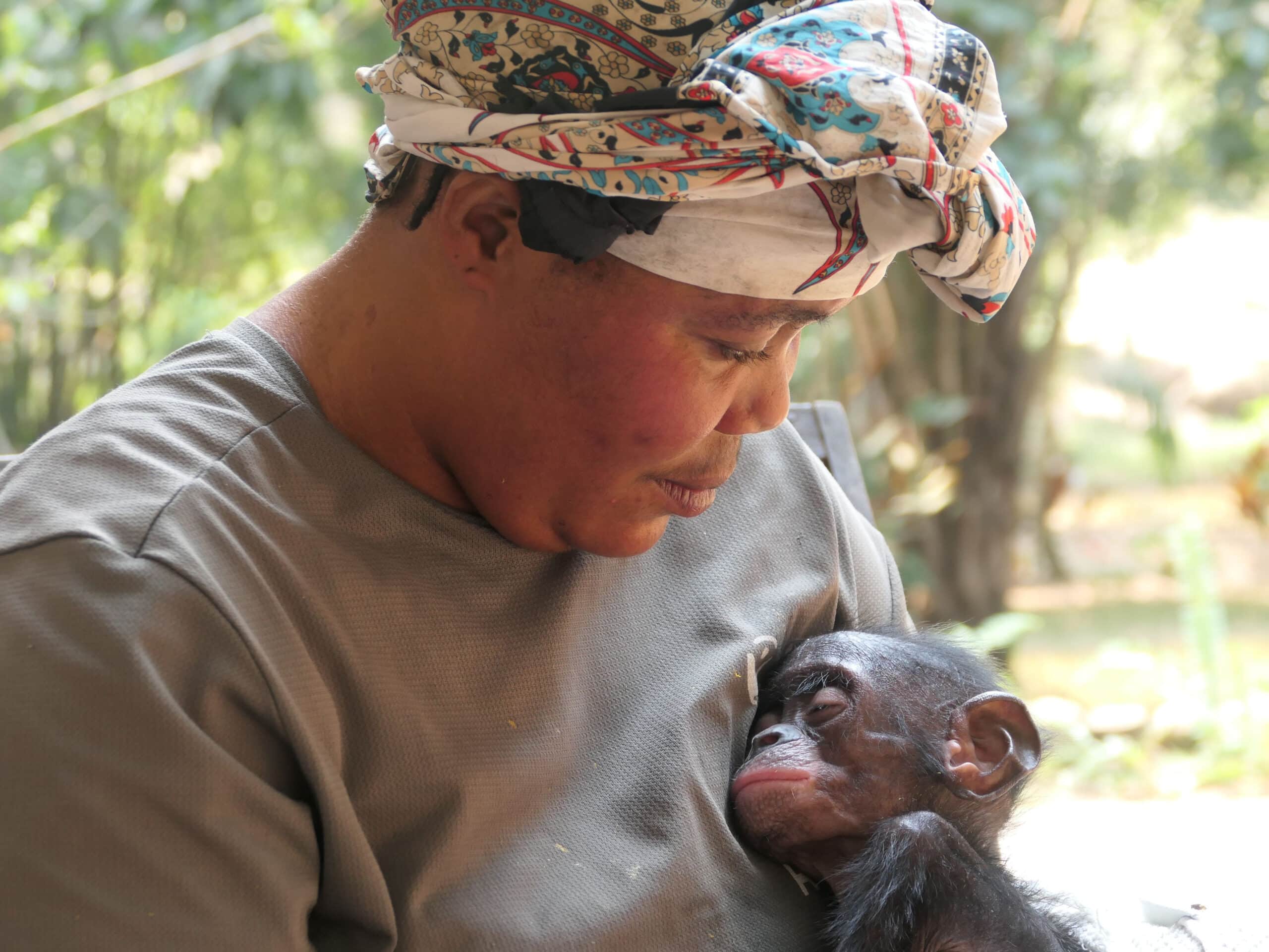 A caregiver holds a sick, sleeping bonobo orphan.