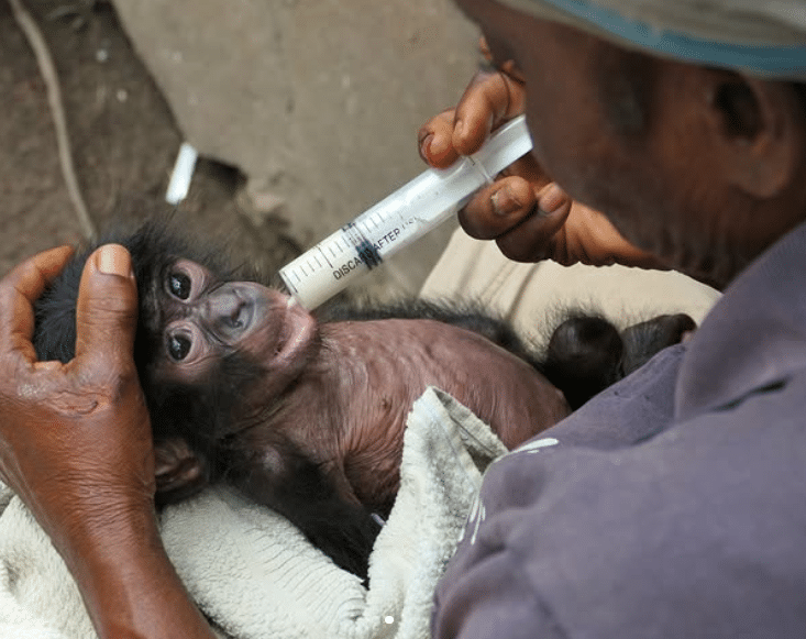 Caregiver uses syringe to feed an orphaned baby bonobo.