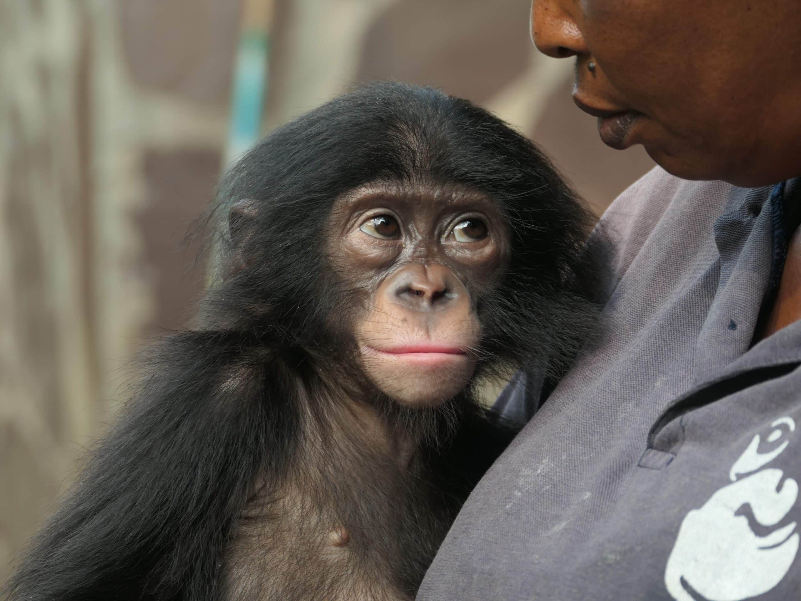 a baby bonobo orphan held by a caregover.