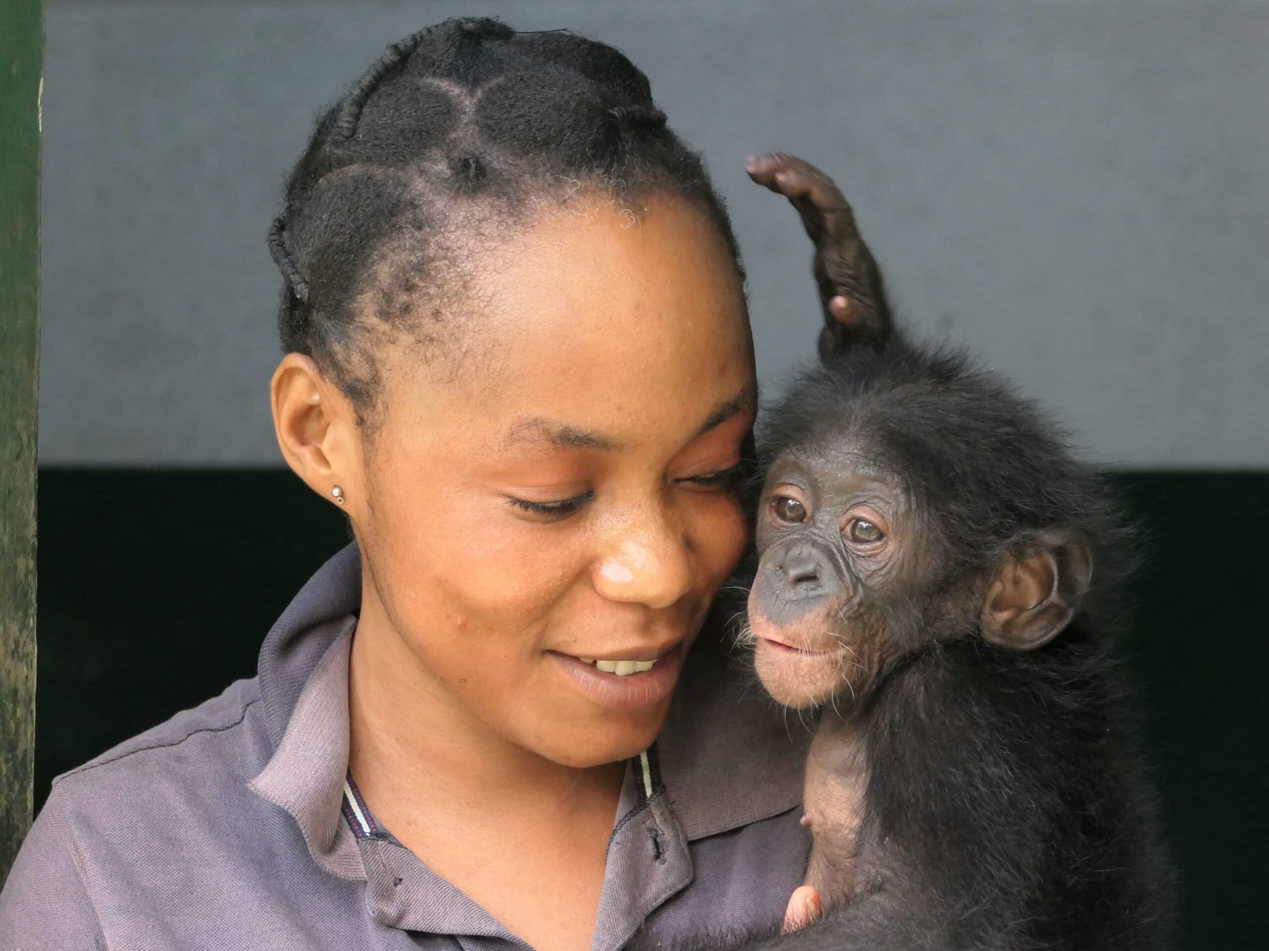 A smiling caregiver holds an orphan baby bonobo